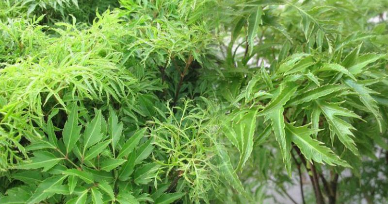 Trong lá đinh lăng chứa nhiều vitamin nhóm B có tác dụng trị mất ngủ (Ảnh: Sưu tầm Internet)