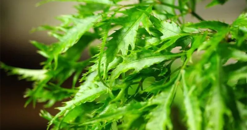 Lá đinh lăng có tác dụng cân bằng nội tiết tố sau khi sinh (Ảnh: Sưu tầm Internet)