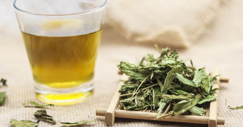 Chứng rối loạn, tiêu chảy có thể trị chấm dứt bằng nước lá đinh lăng (Ảnh: Sưu tầm Internet)