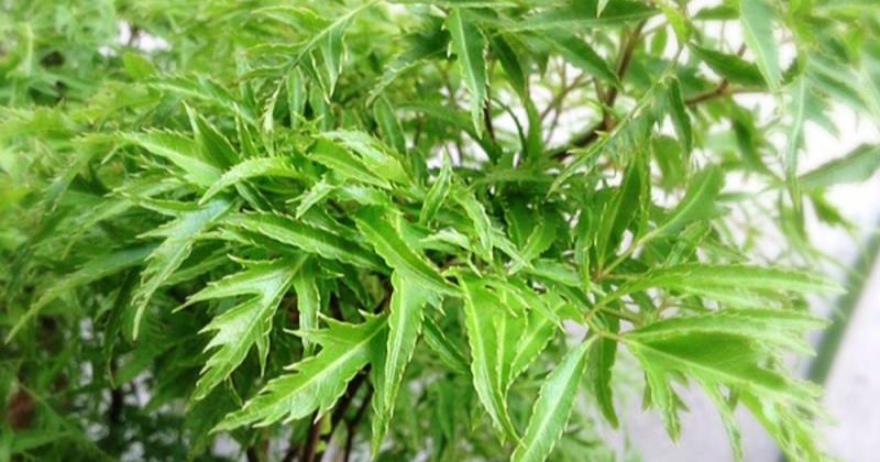 Một số lưu ý khi uống nước lá đinh lăng sau sinh (Ảnh: Sưu tầm Internet)