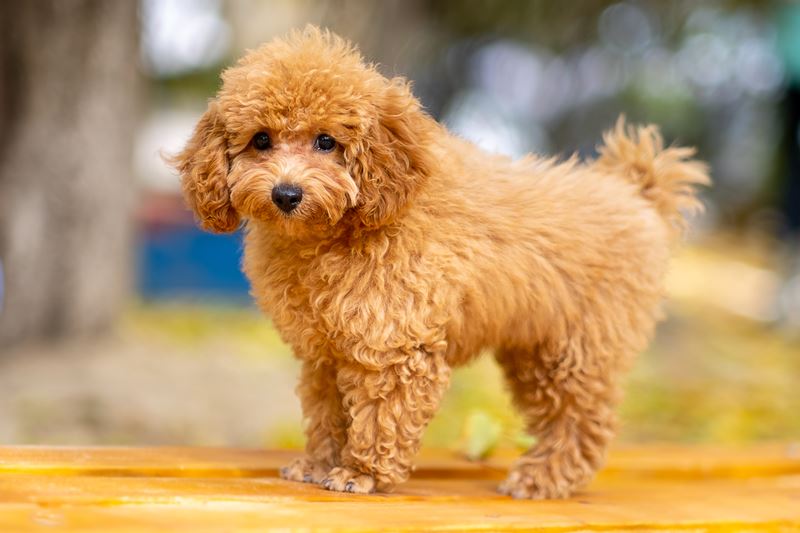 Bài viết về chú chó Poodle. (Ảnh: Internet)
