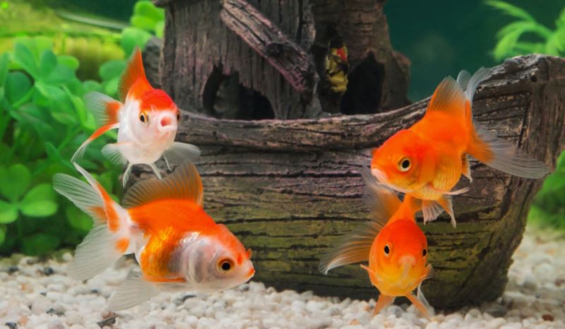 Bài viết về con cá vàng. (Ảnh: Internet)