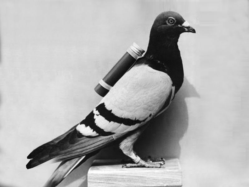 Bài viết về con chim bồ câu. (Ảnh: Internet)