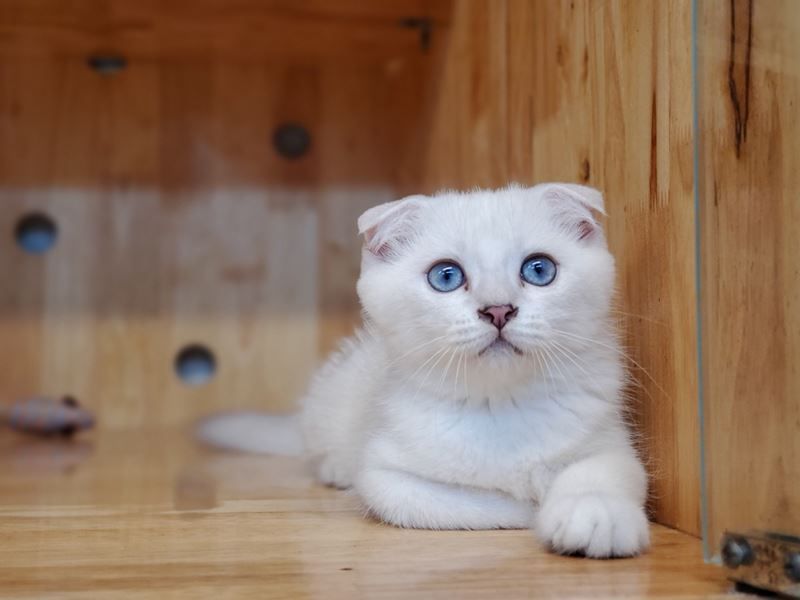 Đoạn văn viết về chú mèo Kate. (Ảnh: Internet)