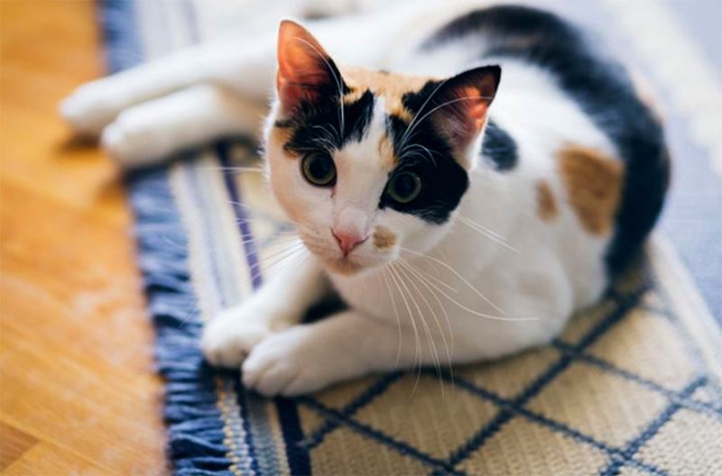 Bài viết về chú mèo Katy. (Ảnh: Internet)