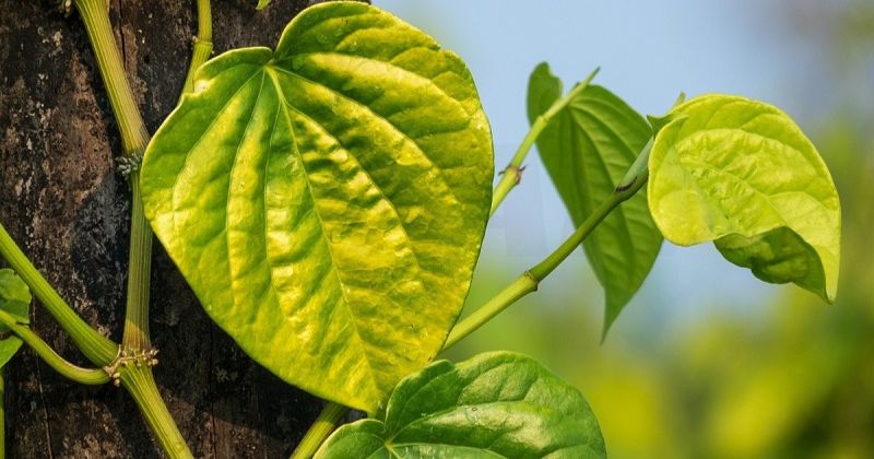 Xông hơi bằng lá trầu không giúp ngăn nấm và vi khuẩn (Ảnh: Sưu tầm Internet)