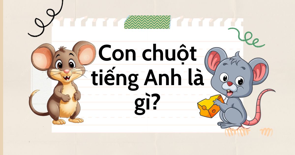 Con chuột tiếng Anh là gì? Phân biệt 