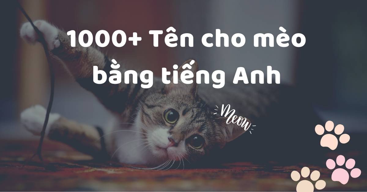 Đặt tên cho mèo bằng tiếng Anh | TOP 1000+ Tên cute, ngộ nghĩnh, đầy ý nghĩa