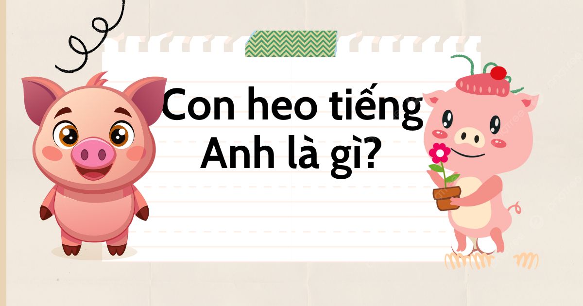 Con heo tiếng Anh là gì? Sự khác biệt giữa 