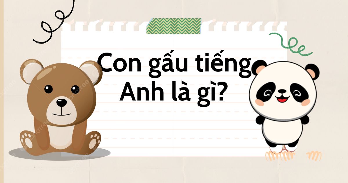 Con gấu tiếng Anh là gì? Từ vựng và thành ngữ con gấu trong tiếng Anh