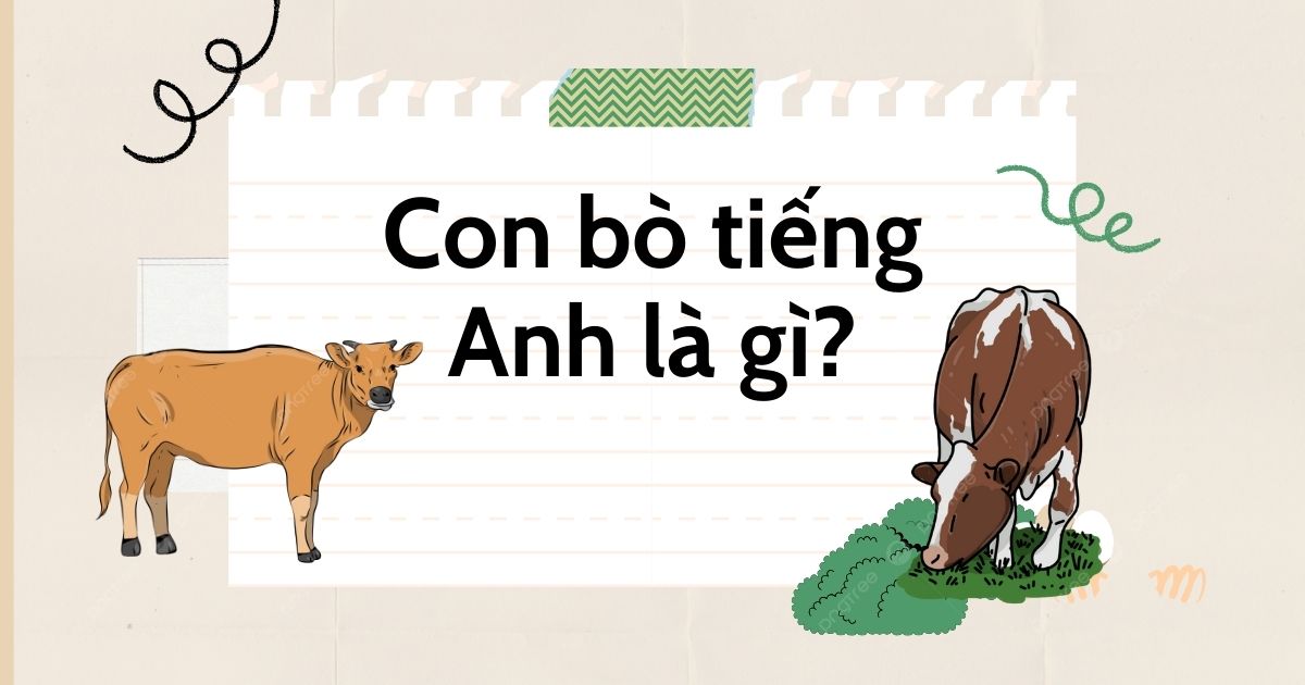 Con bò tiếng Anh là gì? Tổng hợp bộ từ vựng con bò trong tiếng Anh