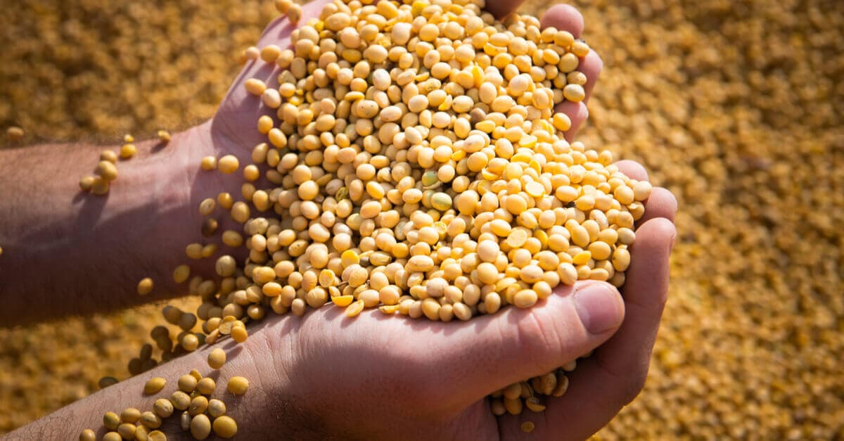 Thành phần dinh dưỡng đậu nành & lợi ích “KHỦNG” mà nó mang lại cho người sử dụng