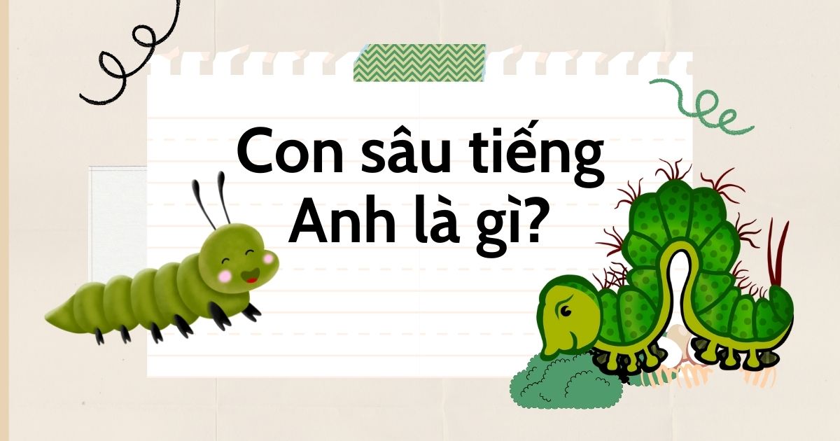 Con sâu tiếng Anh là gì? Cách sử dụng từ vựng về con sâu trong tiếng Anh