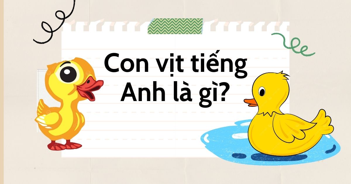 Con vịt tiếng Anh là gì? Tổng hợp bộ từ vựng con vịt trong tiếng Anh